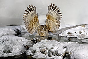 Blakiston`s fish owl, Bubo blakistoni, largest living species of owl, fish owl, a sub-group of eagle. Bird hunting in cold water.