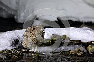 Blakiston`s fish owl, Bubo blakistoni, largest living species of fish owl, a sub-group of eagle. Bird hunting in cold water.