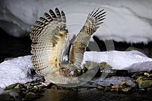 Blakiston`s fish owl, Bubo blakistoni, largest living species of fish owl, a sub-group of eagle. Bird hunting in cold water.