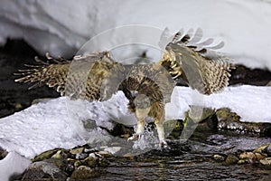 Blakiston`s fish owl, Bubo blakistoni, largest living species of fish owl, a sub-group of eagle. Bird hunting in cold water.