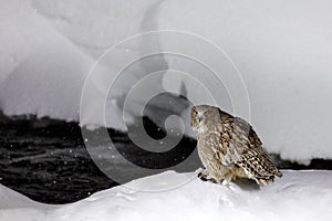 Blakiston`s fish owl, Bubo blakistoni, largest living species of fish owl, a sub-group of eagle. Bird hunting in cold water.