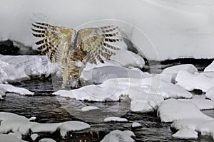 Blakiston`s fish owl, Bubo blakistoni, largest living species of fish owl, a sub-group of eagle. Bird hunting in cold water.