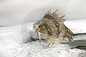 Blakiston`s fish owl, catch fish in bill, largest living species of owl, fish owl, eagle owl. Bird hunting in cold water. Wildlif