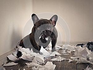 Blame the dog made a mess in the room. Playful puppy French bulldog