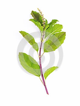 Blanch of fresh holy basil leaves isolate on white background photo