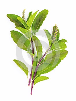 Blanch of fresh holy basil leaves isolate on white background