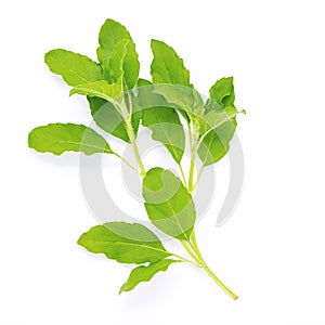 Blanch of fresh holy basil leaves isolate on white background