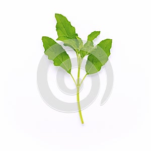 Blanch of fresh holy basil leaves isolate on white background