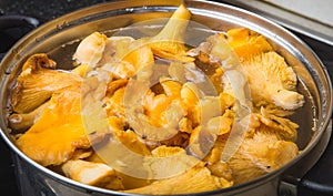 Blanching of chanterelles in a pot photo