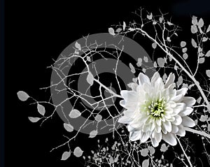 Blanching chrysanthemum on background of the branches tree