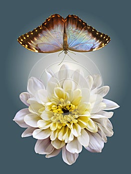 Blanching chrysanthemum and blue butterfly in flight