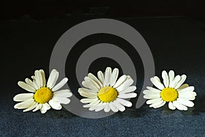 Blanching daisywheel on black background at spring length of time
