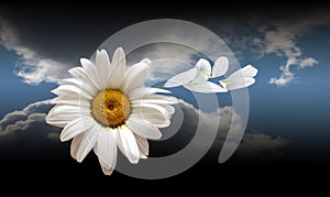 Blanching daisywheel with petal