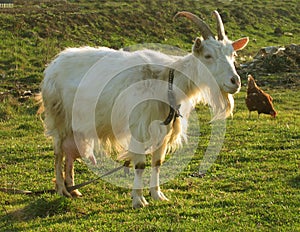 Blanching nanny goat 6