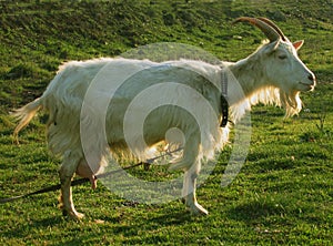 Blanching nanny goat 7