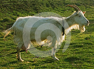 Blanching nanny goat 7 photo