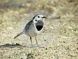 Blanching wagtail