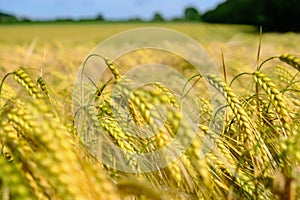 Blandford fields crops