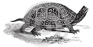 Blanding box tortoise, vintage illustration