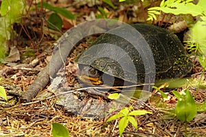 Blanding's Turtle