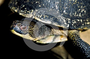 Blanding`s Turtle  54579