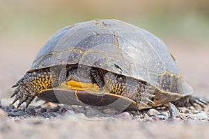Blanding`s Turtle on a dirt rural road in the Fish Lake Wildlife Area in Northern Wisconsin