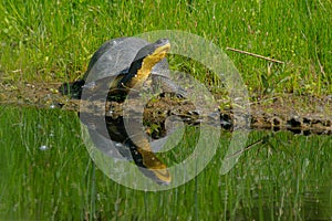 Blanding's Turtle - Emydoidea blandingii