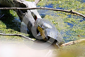 Blanding& x27;s Turtle - Emydoidea blandingii, this endangered species turtle is enjoying the warmth of the sun atop a fallen