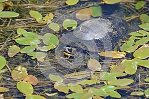 Blanding`s Turtle in a swam