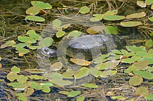 Blanding`s Turtle in a swam