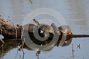 Blanding`s Turtles, endangered species in swamp