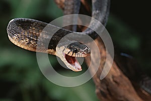 Blandings tree snake