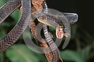 Blandings tree snake