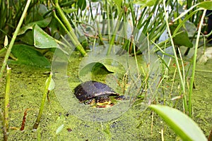 Blandings Turtle (Emydoidea blandingii)
