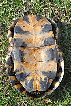 Blandings Turtle Plastron