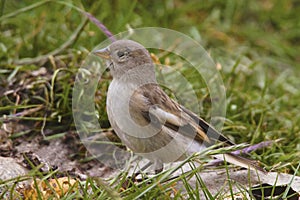 Blanford`s Snowfinch, Montifringilla blanfordi, Khardung village, Jammu and Kashmir, India