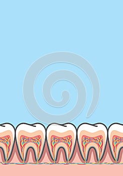 Blank banner Cross-section structure inside tooth illustration vector on blue background. Dental concept