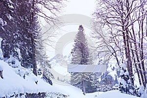 Blank banner for the designer on a beautiful winter landscape, snow-covered fluffy spruces, snowfall in the mountains, panorama of