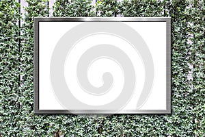 Blank billboard on green leaves wall texture background