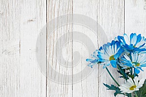 Blank blue daisies bunch of flowers on a weathered whitewashed background