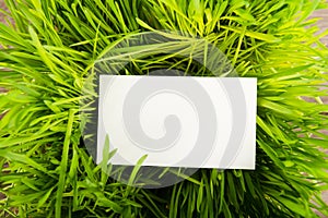 Blank business card in green grass