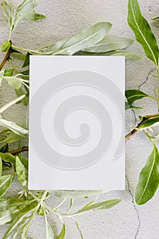 Blank business card mock-up with green olive tree leaves  on grey background