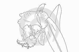 Blank cattleya orchid lines for painting