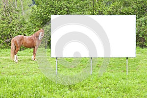 Blank commercial advertising billboard immersed in a rural scene with brown horse - image with copy space