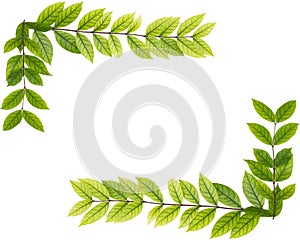 Blank copy space of green leaf isolated