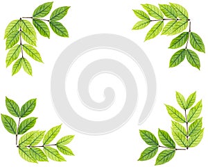 Blank copy space of green leaf isolated