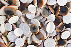 Texture of round empty seashells. Top view, abstract background.