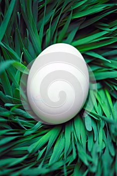Blank Easter egg hidden in grass