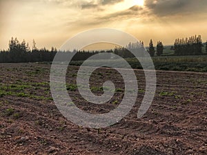 Blank field with tractor tracked preparing for growing new crops.