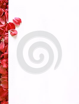 Blank frame with rose petals borders
